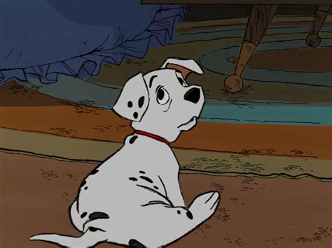 The most beautiful creature on four legsPongo describing Perdita Perdita is the female protagonist of the 1961 Disney animated feature film One Hundred and One Dalmatians. . 101 dalmatians wiki